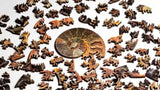 Ammonite Puzzle