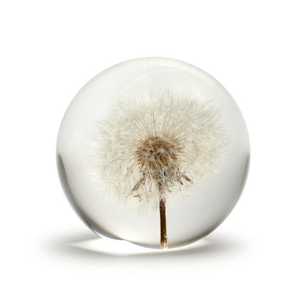 Floraculture Dandelion - Moose Mountain Trading Co.