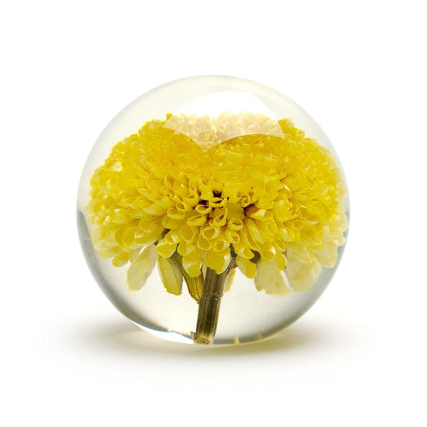 Floraculture Pom Pom Yellow - Moose Mountain Trading Co.