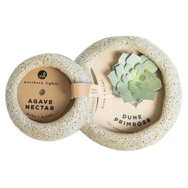 Sill Ceramic Agave and Primrose