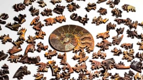 Ammonite Puzzle